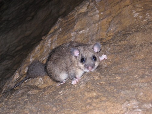 ghiro (glis glis)